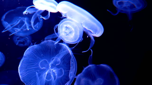 Jellyfish swimming Free Stock Video Footage Download Clips underwater