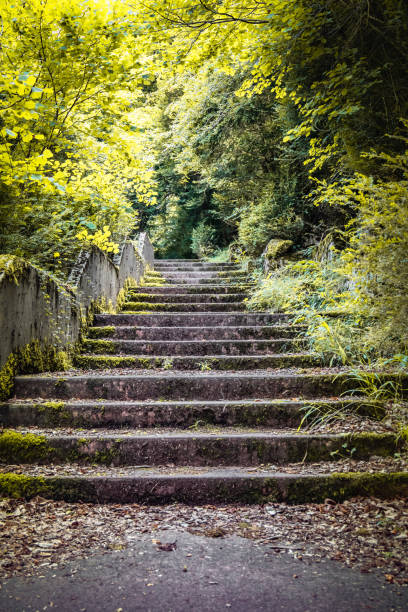 istock beautiful forest footpath with stairs going up, closeup 1179771922
