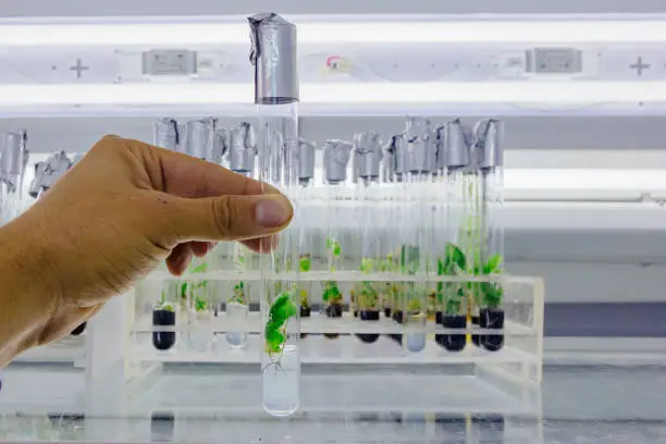 Scientist holds test tube with micro plant in vitro on background of racks with test tubes.