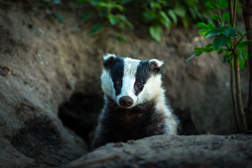 Badger, (Scientific name: Meles meles) facing forward, leaving the badger sett at dusk. Badgers are one of the most controversial wild animals in the UK due to Bovine Tb in cattle.  Landscape, horizontal.  Space for copy.