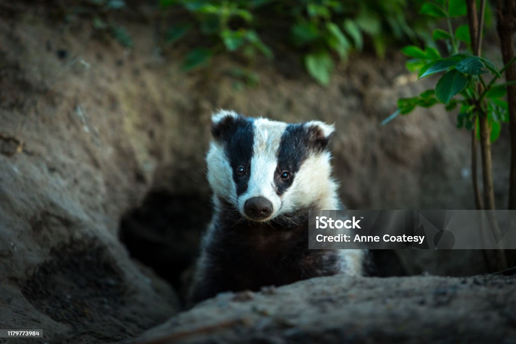 Wild, native, European badger facing forward in badger sett Badger, (Scientific name: Meles meles) facing forward, leaving the badger sett at dusk. Badgers are one of the most controversial wild animals in the UK due to Bovine Tb in cattle.  Landscape, horizontal.  Space for copy. Badger Stock Photo