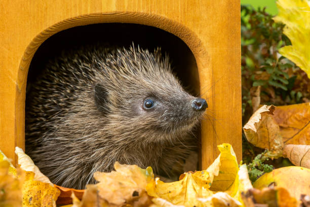 istock Hedgehog, wild, native hedgehog leaving hedgehog house in Autumn. 1179775088