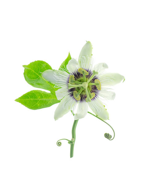 istock White Passiflora edulis flower with leaves 1179775191