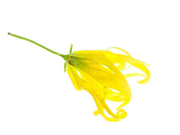 Close up of Dwarf Ylang-Ylang flower Close up of Dwarf Ylang-Ylang flower (Cananga fruticosa) on white background. siamensis stock pictures, royalty-free photos & images