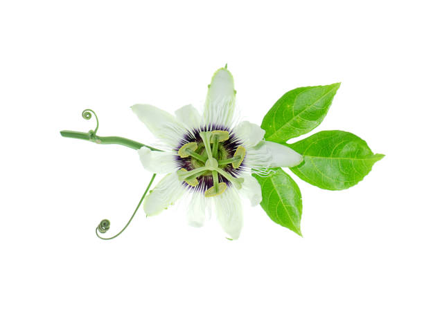 White Passiflora edulis flower with leaves White Passiflora edulis flower with leaves on white background. passion fruit flower stock pictures, royalty-free photos & images