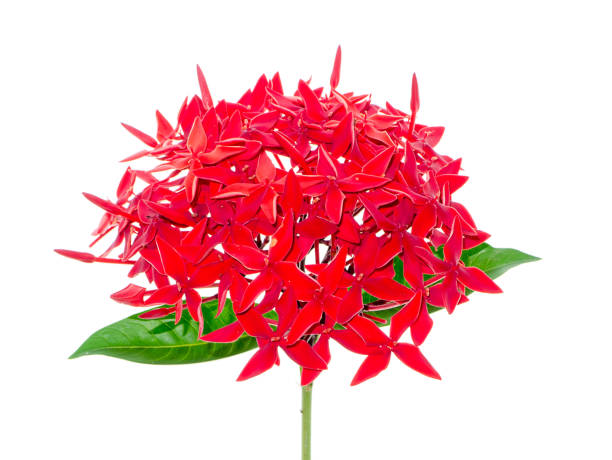 istock Close up of Glossy Ixora flower on white background 1179775302