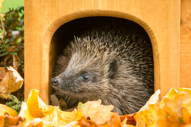 istock Hedgehog in hedgehog house, peeping out, looking to the left. 1179775353