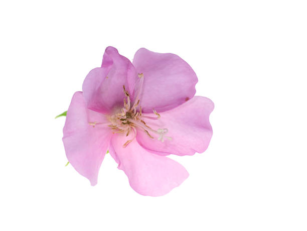 istock Close up Pink Dombeya flower 1179775452