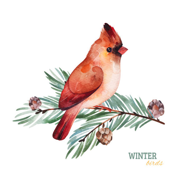 illustrazioni stock, clip art, cartoni animati e icone di tendenza di carino uccello cardinale su un ramo di conifera. - cardinale uccello