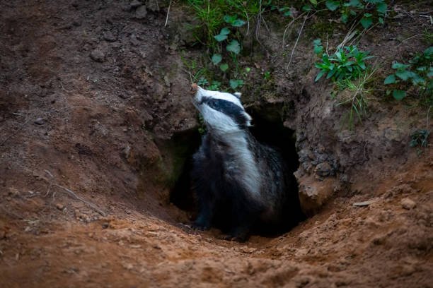 Badger, (scientific name: Meles Meles) leaving the badger sett Badger, wild, native, European badger (Scientific name: Meles Meles) emerging from the badger sett and sniffing the air for danger in natural woodland habitat.  Horizontal. Space for copy. animal den photos stock pictures, royalty-free photos & images