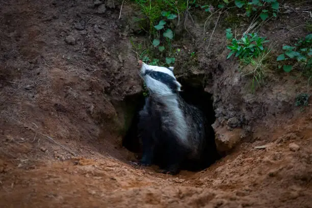 Badger, wild, native, European badger (Scientific name: Meles Meles) emerging from the badger sett and sniffing the air for danger in natural woodland habitat.  Horizontal. Space for copy.