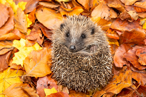 Hedgehog, (Scientific name: Erinaceus europaeus) Native, wild European hedgehog curled into a ball, preparing for hibernation. Facing forward in colourful Autumn or Fall leaves.  Close up.  Horizontal. Space for copy.