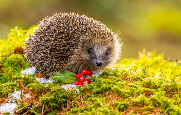 Hedgehog in Winter.   Wild, native hedgehog on green moss with red berries and snow Hedgehog, (Scientific name: Erinaceus europaeus) Native, wild hedgehog in Winter with green moss, red berries and ice.  Facing forward.  Horizontal, landscape.  Space for copy. Postcard, calendar hedgehog stock pictures, royalty-free photos & images