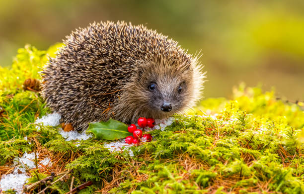 hedgehog in winter.   wild, native hedgehog on green moss with red berries and snow - hedgehog animal autumn nature imagens e fotografias de stock