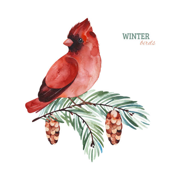 Cute Cardinal bird on a conifer branch Winter watercolor illustration.Cute Cardinal bird on a conifer branch.Perfect for your project, christmas holiday, wedding invitations, greeting cards, photos, posters, quotes and more. cardinal bird stock illustrations