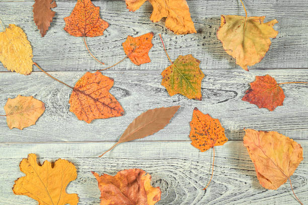 istock yellow autumn leaves on a light old wooden background with empty space for text. the view from the top. flat lay 1179780019