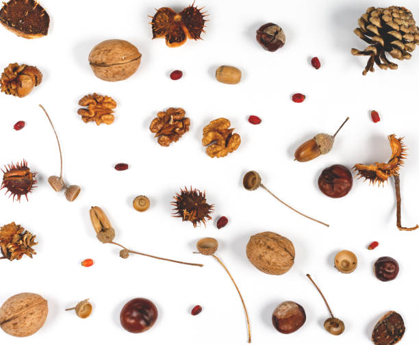 autumn composition on white background . blank paper  covered with  different tree seeds . top view , copy space. - chestnut food nut fruit imagens e fotografias de stock