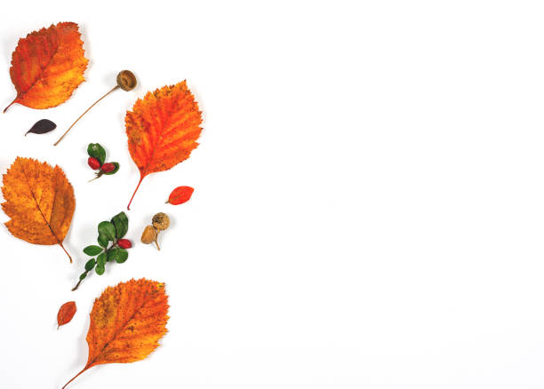 istock Autumn composition  indoor  on white background   . Red and orange rusty leaf  with  copy space  for text  Top view , , flat lay . 1179780127
