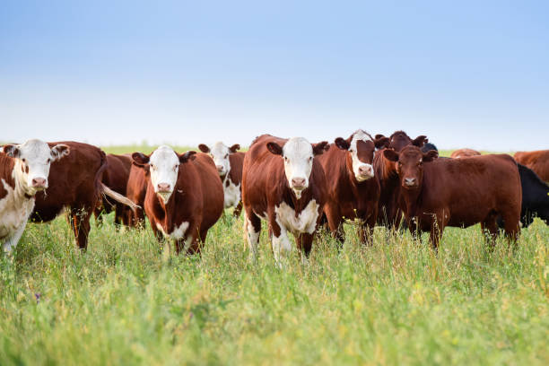 istock Cow in its inhabit 1179780210