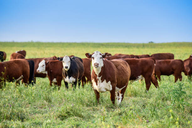 istock Cow in its inhabit 1179780815