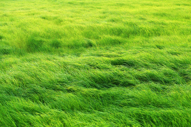 landscape of wind blowing beautiful fresh grass field background