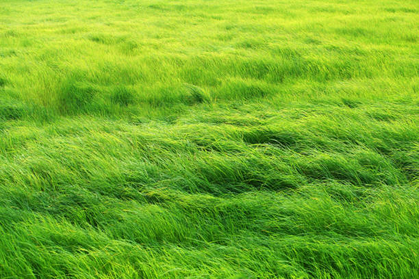 пейзаж ветра дует красивый свежий фон поля травы - spring leaf wind sunlight стоковые фото и изображения