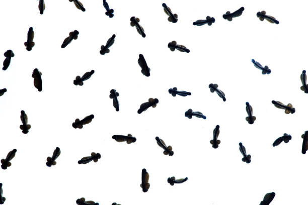 close up studio shot of tadpole isolated on white background