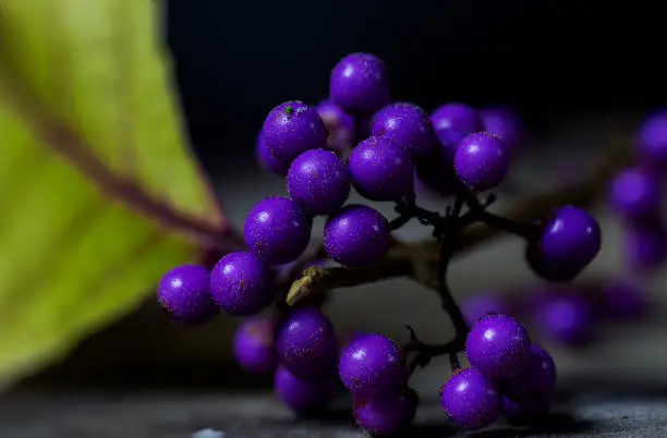 Callicarpa dichotoma, the purple beautyberry or early amethyst color of Fall