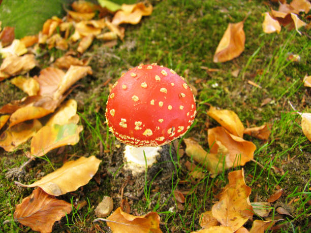 istock Autumn in the Netherlands 1179782036