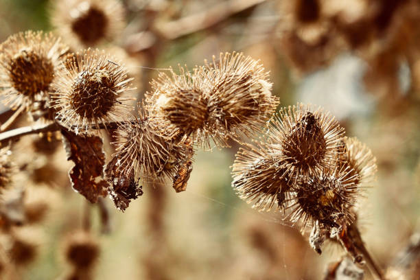istock Autumn in the Netherlands 1179782577