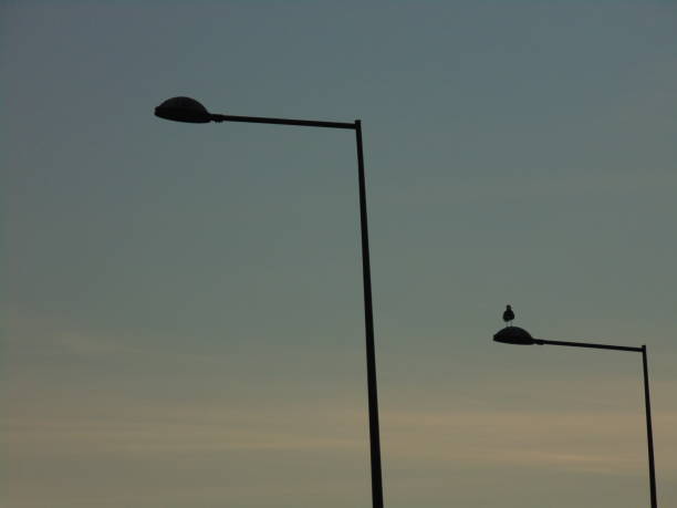 istock Seagull on a street lamp 1179783174