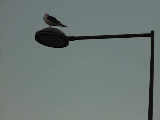 istock Seagull on a street lamp 1179783252