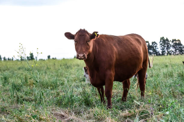 istock Cow in its inhabit 1179783327
