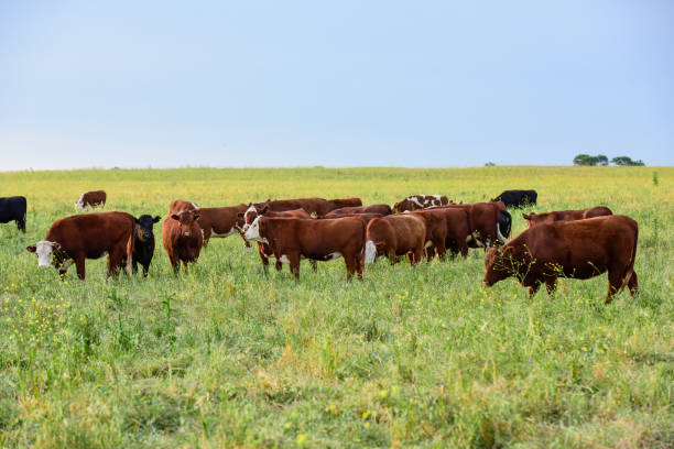 istock Cow in its inhabit 1179784172
