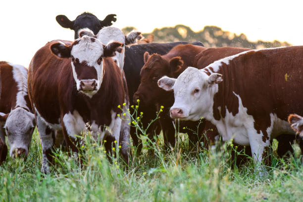 istock Cow in its inhabit 1179784405