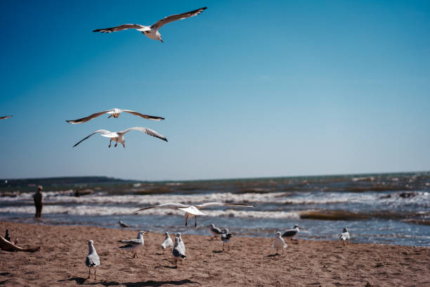 istock seagulls walk and fly on the seashore 1179787127
