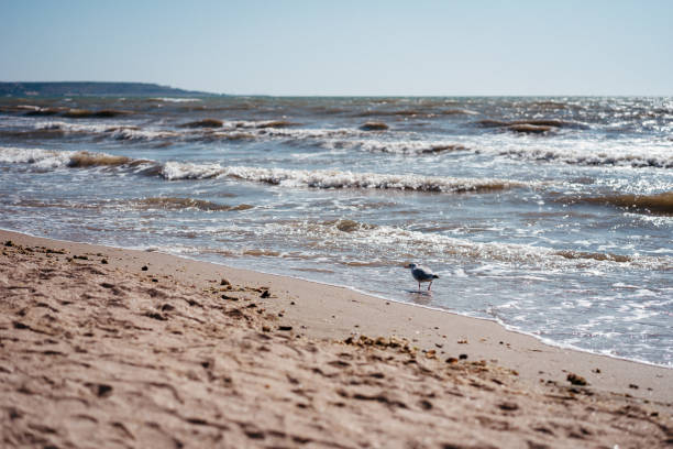 istock seagulls walk and fly on the seashore 1179787515