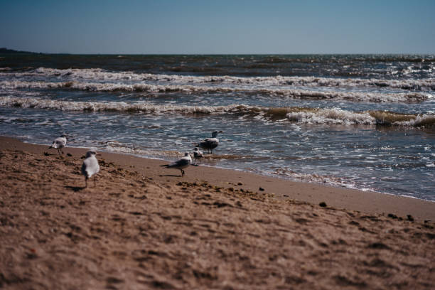 istock seagulls walk and fly on the seashore 1179787690