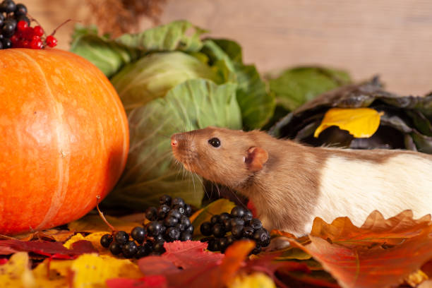 istock Rat sitting on colorful autumn leaves 1179788674