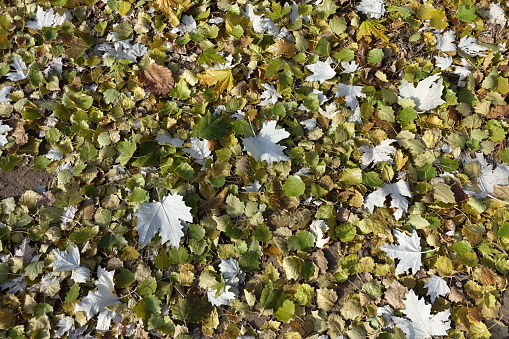 Top view of fallen leaves of silver poplar in autumn