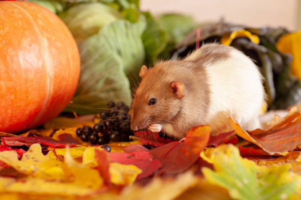 istock Rat sitting on colorful autumn leaves 1179788722
