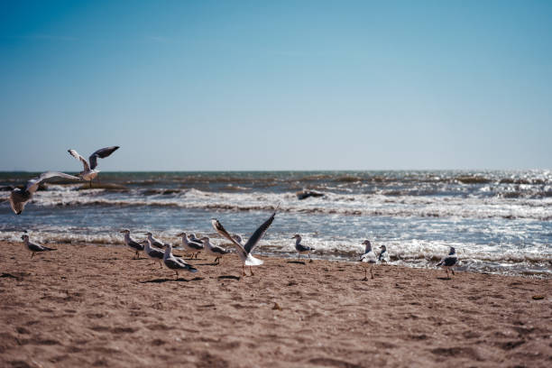 istock seagulls walk and fly on the seashore 1179788972