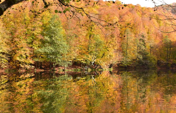 istock Reflection of trees, Yedigoller National Park 1179790207