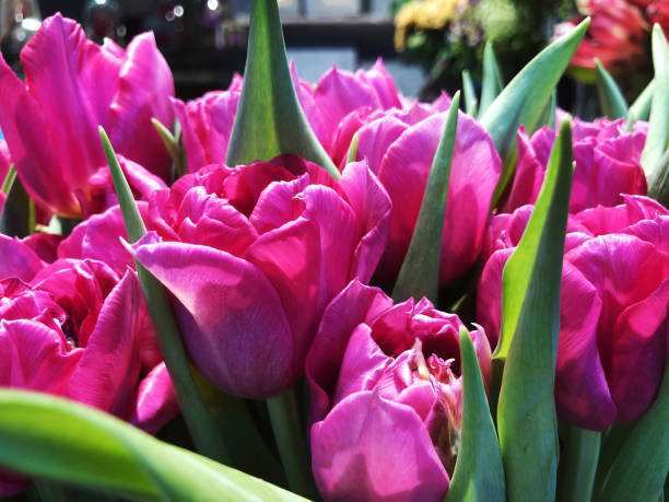 Pink Tulip