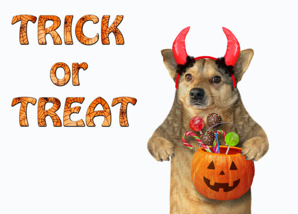 istock Dog with horns holds a pumpkin 2 1179791132