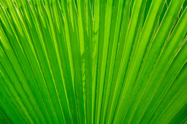 istock Texture of green palm leaf. Nature pattern. Soft focus 1179791977