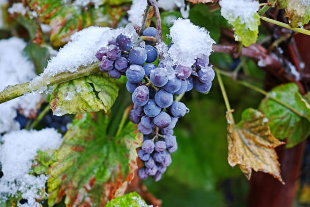 istock Violet Grapes brush and first snow in the fall 1179792108