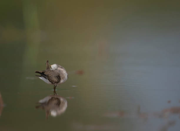 istock Temminck's stint preening in morning 1179792398