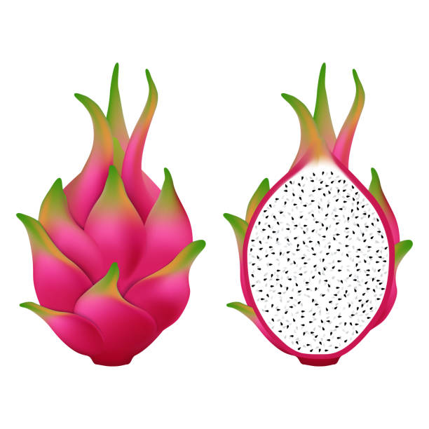 ilustraciones, imágenes clip art, dibujos animados e iconos de stock de fruta de dragón aislada sobre fondo blanco. - dragon fruit