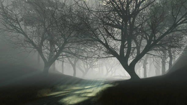 istock Trail into dark mysterious forest at foggy dusk 1179792573